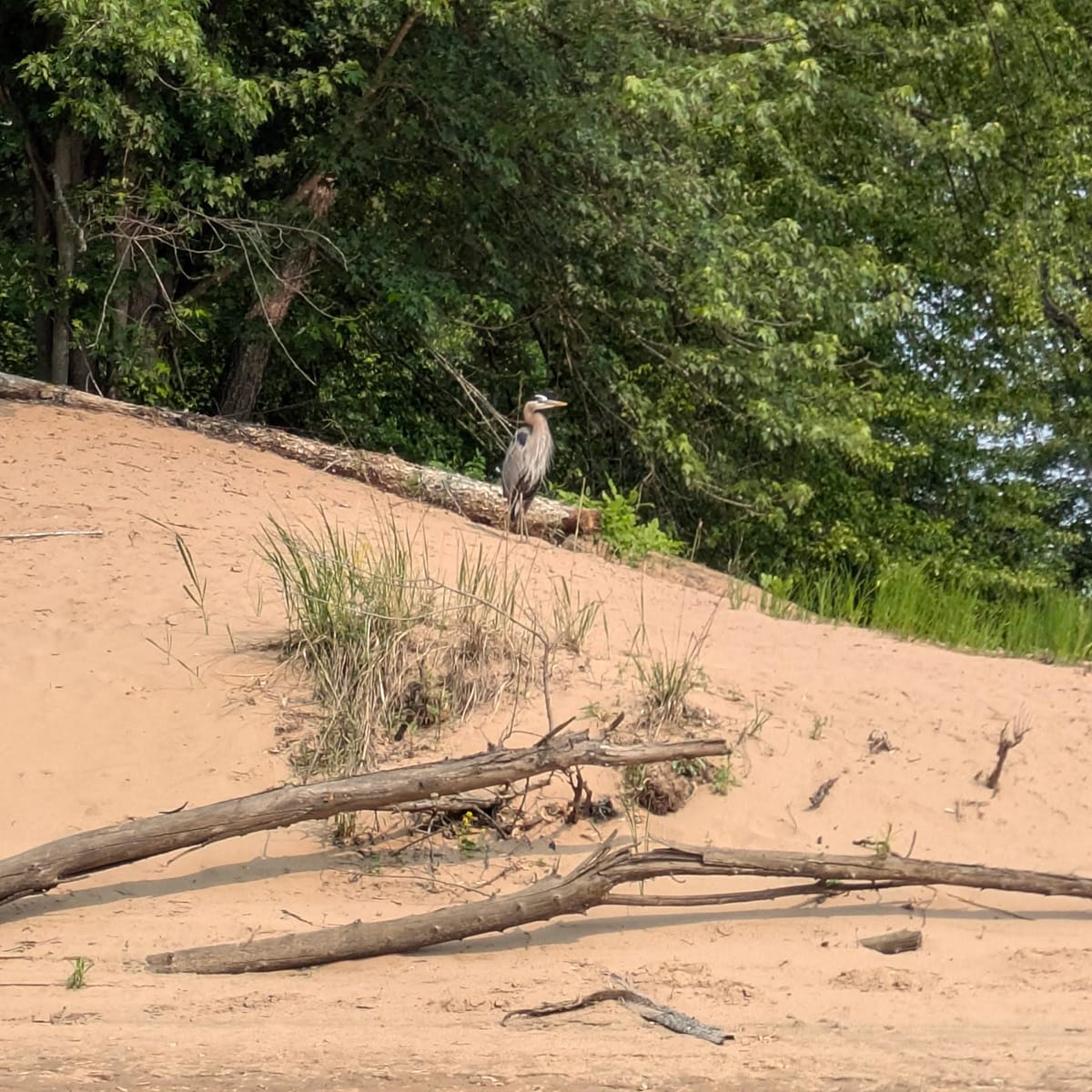 Great Blue Heron on the shore of Bean Island, Eau Claire, Wisconsin